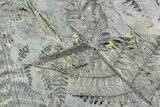 Fossil Fern (Lyginopteris) Plate - Alabama #112703-4